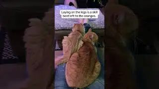 Orange cat skill level 100. #cats #catdad #pets #catshorts #funny