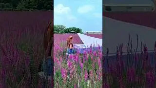 Lavender flowers for you