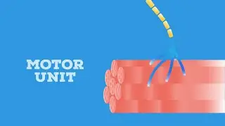 Motor unit