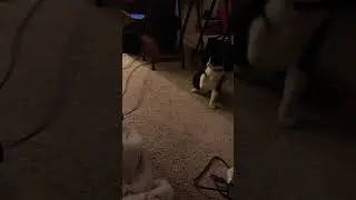 When You Bring a Barn Cat Inside