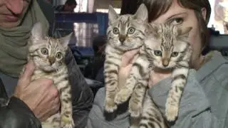 GATTI STUPENDI - Esposizione Internazionale Felina 2013 (HD)