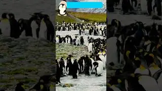Why Do Penguins Live in Groups?