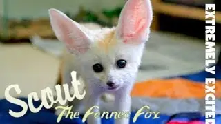 Fennec Fox Extremely Excited & Screaming