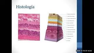 Anatomía y Embriología de Retina