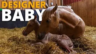 Lavendel gave birth to a beautiful foal! | Foaling Season Episode 8