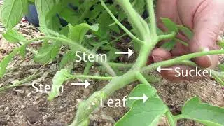 How to Prune Tomatoes - Clark's Garden Smarts