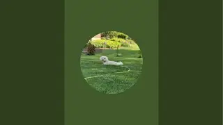 Snowball Fun Dog  is live! #live #puppy #doggielife