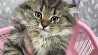 Кому Лексус передает свои полномочия?