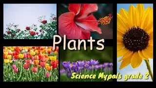 Plants! Science for kids. Unit 3 My Pals are here 2