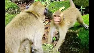 Jack weaned to poor Kari cries very loudly, Monkey Kari shouted very loudly cos weaned