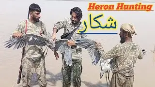 Heron hunting | USA UK | Heron hunting video in Pakistan | duck hunting video 2026 | murgabi shikar