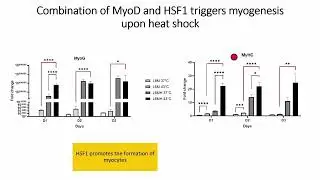 Controlled myogenic differentiation of mammalian cell lines by temperature-inducible systems -ISCCM9