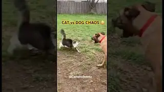 You Won&rsquo;t Believe What Happens When Cats & Dogs Live Together 😳 🐱🐶