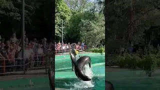 Budapest Live show in the Zoo #shorts #short