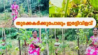തക്കാളി കൃഷിയും പരിചരണവും #Aavaniees vlog Attappadi#Tomato farming 🍅🍅