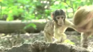 La Montagne des Singes - Kintzheim - Alsace