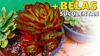 33 BELAS SUCULENTAS PRA VOCÊ SE ENCANTAR E SUAS IDENTIFICAÇÕES
