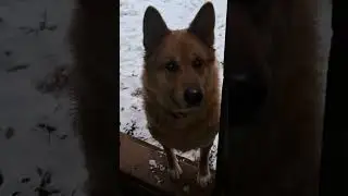 The dog is looking at the electricity supply at home (Собака смотрит на электроснабжение дома)