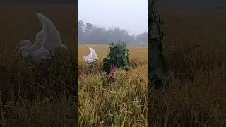 Amazing Rural Trick to Catch Heron in a Rice Field! #birdhunting #birdcatching