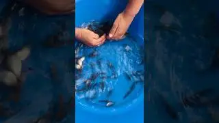 #youtube #bettasales #ベタセールス #fishinvideo#fish#fishkurr
