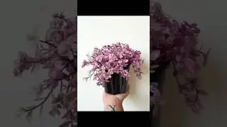 How amazing to grow orchids propagate plant #Pink Lady  @parnavlog1