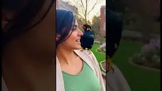 Unbelievable! Watch This Smart Myna Bird Talking Like A Pro!