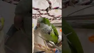 야무지게 잡고 ~국수먹방 #앵무새 #parrot #퀘이커 #국수