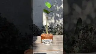 Mandrake pot from Harry Potter #harrypotter #ceramic #mandrake #plants