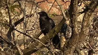 Common raven