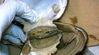 Mussel Visceral Mass Dissection