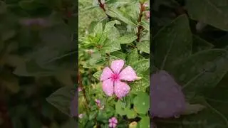 #shortsvideo #love #nature #ukhills #shorts #mahivlog #youtuber #explorepage 🥀🌺✨