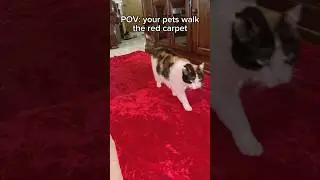 My pets walked the red carpet! #cute #redcarpet #walk #cat #dog #pets #trending #viral #reels