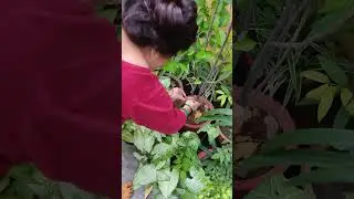 Meesho seeds 🤩🤩🤩 #unboxing #gardening #meesho #flowers #plants