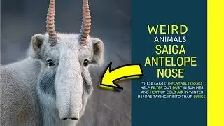 Saiga Antelope nose Saiga Antelope habitat Amazing facts about saiga antelope baby noise