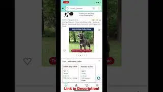 Best Dog Shock Collar on Amazon