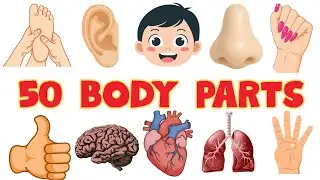 50 Body Parts Names in English! 🧠🦶 | Learn Human Anatomy for Kids #bodyparts 