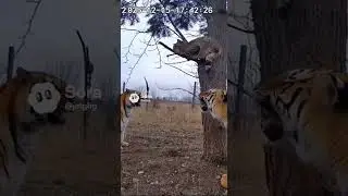 &ldquo;Two Tigers Surround Cat&mdash;Final 10 Seconds Captured on CCTV!&rdquo;#FinalStandoff #TigerVsCat #ExtremeCCTV