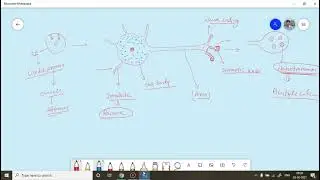 PART 2. CLASS 11 BIOLOGY CHAPTER 21 : NEURON STRUCTURE, GENERATION AND CONDUCTION OF NERVE IMPULSE