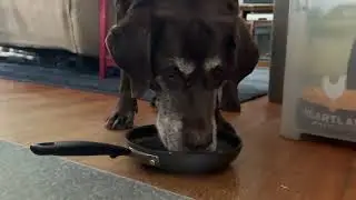 Feeding My Dog Eggs
