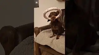 Der Dackel der noch fehlte 🌸🌷🌸 #dachshund #sausagedog #kurzfilme #viral #foryou #hunde 