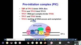 Transcription in Eukaryotes | Genetics Biochemistry | MBBS Lecture
