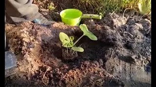 Planting zucchini seedlings on virgin soil on a sandy slope