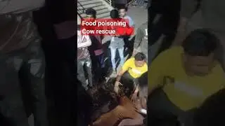 cow rescue,due food poisoning 🙏🙏🙏🙏🙏🙏