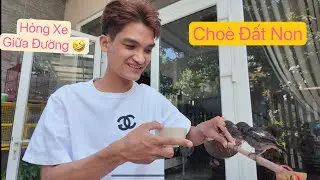 Bị hỏng xe khi đi mua thêm 2 em Choè Đất Non về nuôi  | Mạc Văn Khoa , Chim Cá Cảnh