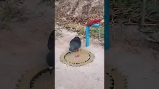 Unique DIY Bird Trap Using Paper and Hole #shorts