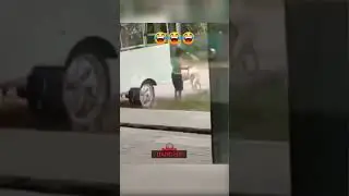Teasing the dog and the consequences   , #shorts , #funny , #dogs