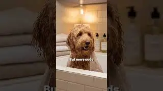 🚨 More bubbles &ne; a cleaner dog. Less foam = gentler, safer, pup-approved care ✨