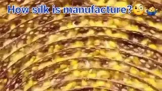 Amazing Silk Preparation Complete Process Using Silkworm#shorts।How is silk made।Silkkaise banta hai