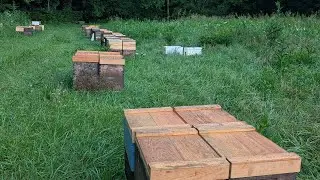 August Tips for Beekeepers &ndash; Live Q&A with Kamon Reynolds
