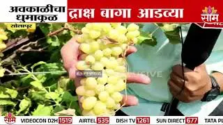 सोलापुरात अवकाळीचा धुमाकूळ; द्राक्ष बागांचं नुकसान | Solapur Grapes Damage